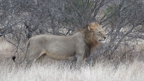 Side-view-of-lone-male-lion-standing-on-dry-grass-by-bush-and-yawning