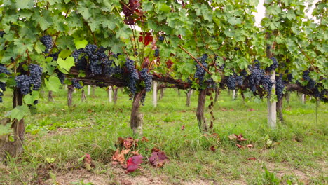 Uvas-Rojas-En-Viticultura-Cultivo-De-Viñedos