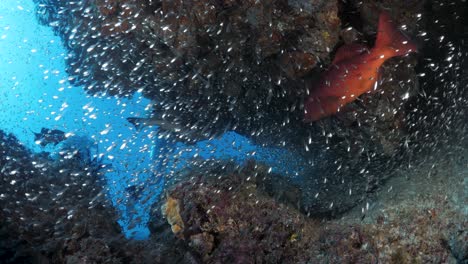 Taucher-Passieren-Eine-Spalte-In-Einem-Korallenriff-Voller-Schimmernder-Fischschwärme