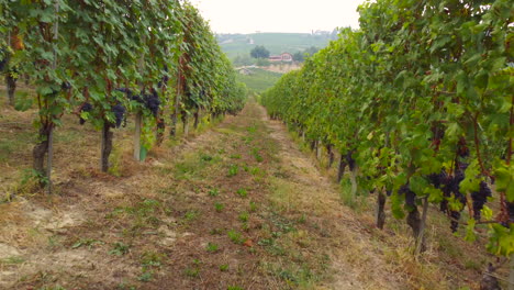 Red-wine-grapes-in-vineyard-agriculture-field
