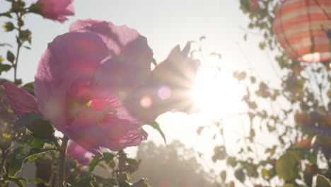Nahaufnahme-Von-Rosa-Hibiskusblüten-Mit-Warmer-Sonne-Im-Hintergrund
