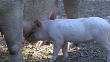Close-up-of-young-baby-Piglet-feeding-by-milk-of-udder-on-countryside-farm