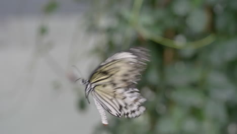 Super-slow-motion-of-flying-Rice-Paper-Butterfly-in-focus-at-nature