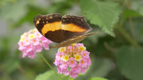 Mariposa-Monarca-O-Danaus-Plexippus-Es-Una-Mariposa-De-Algodoncillo-En-La-Familia-Nymphalidae