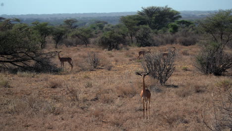 Gacela-Gerenuk-En-Un-Parque-Nacional-De-Kenia