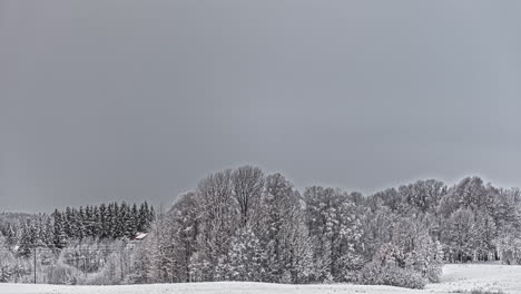 Trostlose-Und-Weiße-Winterlandschaft,-Herausforderndes-Schneesturmwetter-Mit-Gefrorenen-Baumwipfeln