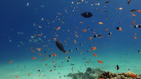 Peces-De-Arrecife-Naranja-Nadando-Sobre-Arrecifes-De-Arena-En-El-Mar-Rojo