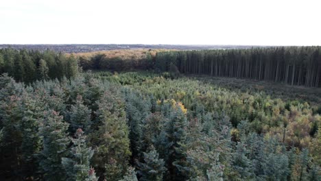 Aerial-Fly-Over-of-a-Forest-with-Christmas-Trees-in-Denmark---Dolly-Shot