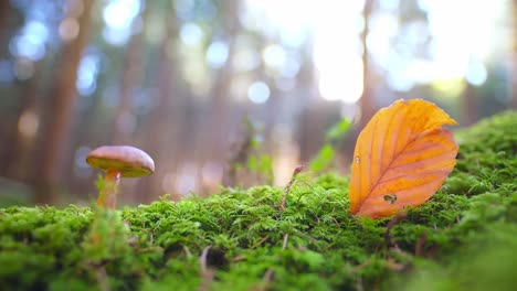 Autumnal-landscape-with-a-grwing-mushroom-and-with-the-focus-at-a-heart-shape-punched-out-of-a-orange-leaf-as-concept-for-the-lovely-fall-season