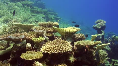 Korallenriff-Mit-Tischkorallen-Und-Hartkorallen-Auf-Den-Malediven