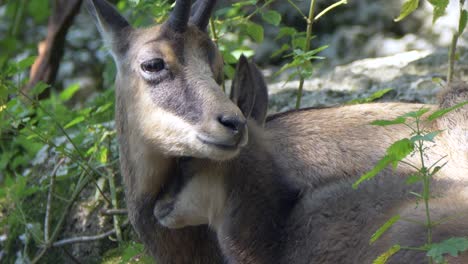 Close-up-shot-of-wild-Chamois-family-cuddling-in-Wilderness---Mother-and-Cute-Baby-Goat-Antelope-together-outdoors