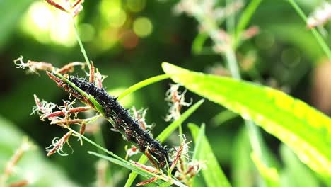 Buckeye-butterfly-caterpillar-in-the-high-grass
