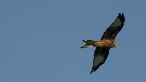 Red-Kite-Milvus-soaring-in-air-aginst-blue-sky-and-sunlight,close-up-track-shot