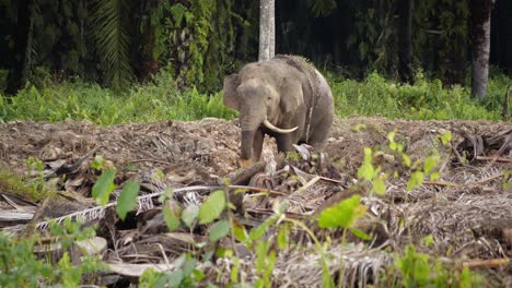 Closeup-of-pygmy-elephant-eating-some-plants-in-destroyed-oil-palm-plantation-in-Malaysia,-the-animal-is-alone-in-this-deforest-part-of-land