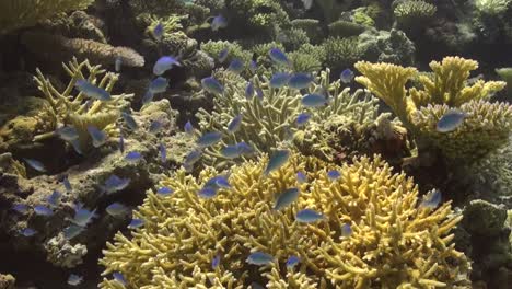 Corales-Duros-Y-Peces-Damisela-De-Neón-Azul-En-Arrecifes-De-Coral-Tropicales