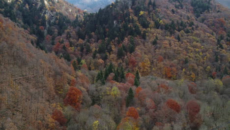 Autumn-forest-trees-yellow-and-red-foliage-aerial-view,-natural-colorful-park