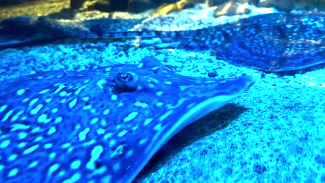Ocean-Stingray-Fish-On-The-Bottom-Of-The-Sea-Bed