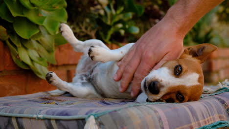 Loving-Jack-Russell-family-pet-being-stroked,-enjoys-the-attention