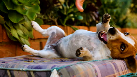 Jack-Russell-lies-on-its-back-baring-teeth-playfully,-taunted-by-owner
