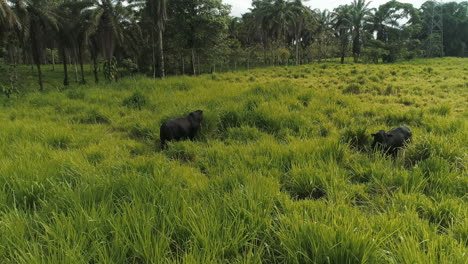 Stiere-Auf-Grünen-Feldern-In-Der-Ecuadorianischen-Küstenprovinz-Santo-Domingo