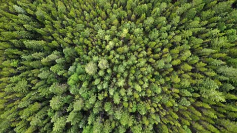 Cinematic-top-down-view-of-vast-and-endless-larch-forests-in-Alberta,-Canada