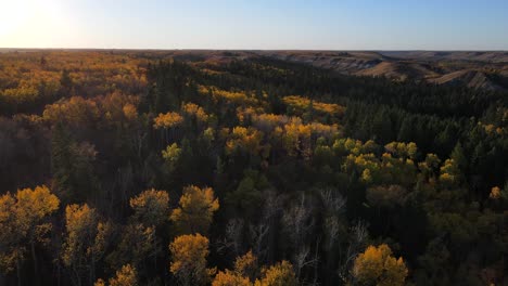 Aerial-drone-4K-footage-of-different-trees-in-autumn-season-in-central-Alberta,-Canada