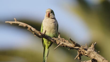 Exotic-quaker-parrot,-monk-parakeet,-myiopsitta-monachus-perched-on-tree-branch,-sunbathing-and-enjoying-the-beautiful-afternoon-sunshine-with-eyes-half-closed,-wildlife-close-up-shot