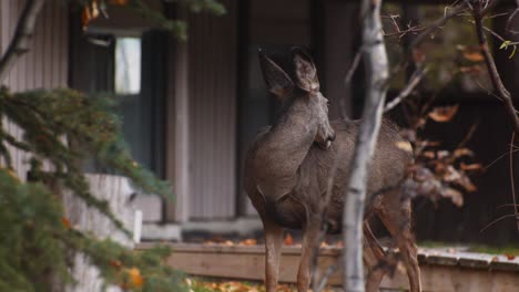Deer-fawn-eating-in-neighborhood-with-eye-contact