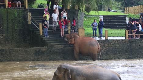 View-of-an-elephant-been-fed-by-a-foreign-tourist-while-bathing-in-the-river-water-in-Pinnawala-Elephant-Orphanage,-Sabaragamuwa-Province-of-Sri-Lanka,-Dec-2014