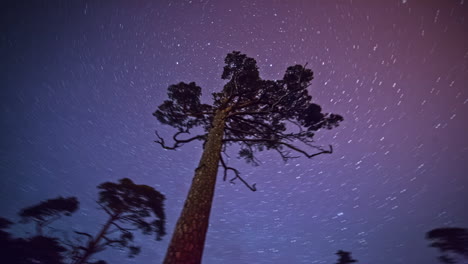 4k-Time-lapse-of-tree-and-star-in-purple-sky-tone-background