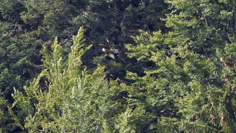 Tracking-shot-of-wild-Red-Kite-Milvus-flying-in-front-of-green-forest-trees-during-sunlight---Wide-shot