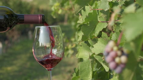 Rotwein-In-Weinglas-In-Weinbergen-Mit-Weintrauben-In-Langhe,-Piemont-Italien
