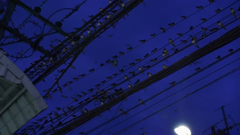 Flock-of-starling-birds-resting-in-rows-on-the-messy-electric-wires-and-flying-across,-making-noise-in-evening-under-dark-blue-sky,-Low-angle-shot