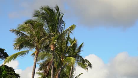 Hawaiian-palm-trees-blowing-in-the-wind-with-blue-sky-background