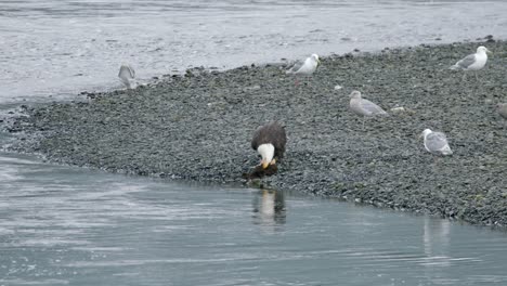 Eagle-feeding-on-a-carcass-by-the-waves-with-seagulls-behind-it-in-Alaska