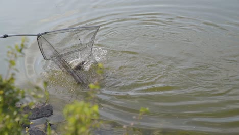 Man-fishing-near-Varbo,-Hungary,-lands-large-fish-fighting-on-line-with-net