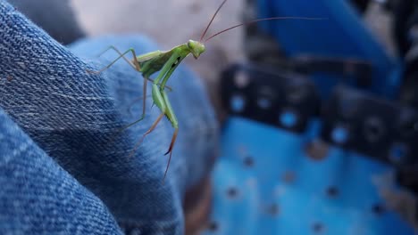 Close-up-Of-A-Praying-Mantis-On-Jeans