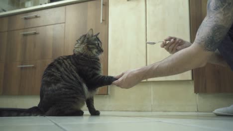 A-close-up-shot-of-a-trained-Maine-Coon-tiger-colors-fluffy-cat,-licks-herself,-giving-a-hand-to-a-man-with-tattoo-and-getting-a-spoon-with-food,-brown-kitchen-closets,-home-pet,-slow-motion-4K-video