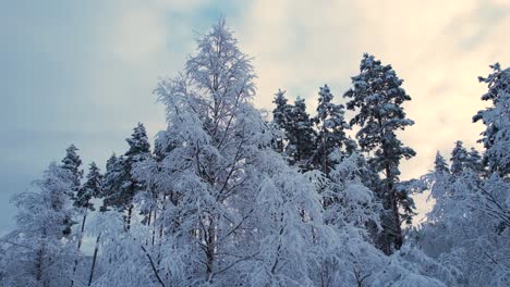 Bäume-Während-Eines-Extrem-Kalten-Dezembers-In-Norwegen-Mit-Frost-Bedeckt