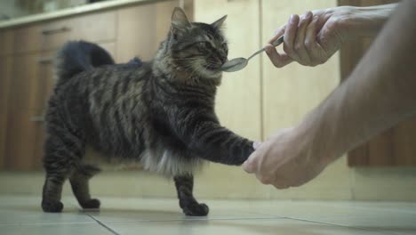 A-close-up-shot-of-a-trained-Maine-Coon-black-and-brown-tiger-colors-fluffy-cat,-giving-a-hand-to-a-man-and-getting-a-spoon-with-food,-brown-kitchen-closets,-home-pet,-slow-motion-4K-video
