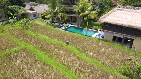 Vista-Aérea-Mágica-Vuelo-Granjero-De-Arroz-Cosecha-Arroz-Cabaña-De-Bambú-Hotel-Resort-Agradable-Piscina-Bali,-Ubud-Primavera-2017