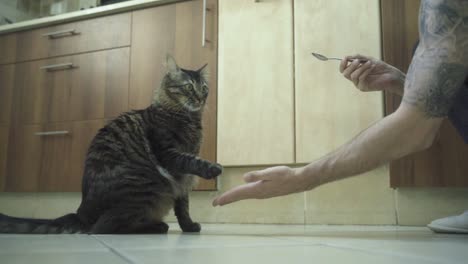 A-close-up-shot-of-a-trained-Maine-Coon-black-and-brown-tiger-colors-fluffy-cat,-giving-a-hand-to-a-man-with-tattoo-and-getting-a-spoon-with-food,-brown-kitchen-closets,-home-pet,-slow-motion-4K-video