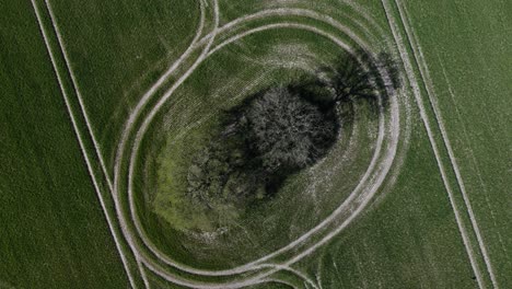 Tree-In-Crop-Field-Birds-Eye-View-Aerial-Overhead-Agriculture-Farmland-Pattern-Lines-Tracks