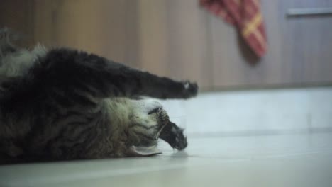 A-close-up-shot-of-a-trained-Maine-Coon-black-and-brown-tiger-colors-fluffy-cat-with-green-eyes,-playing-on-the-floor,-brown-kitchen-closets,-home-pet,-slow-motion-4K-video