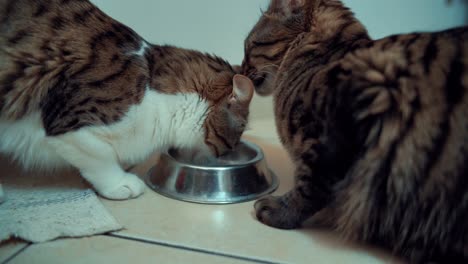 A-close-up-shot-of-two-Maine-Coon-white,-black-and-brown-tiger-colors-fluffy-cats,-drinking-milk-together-of-a-metal-bawl,-licking-each-others-head,-home-pet,-slow-motion-4K-video