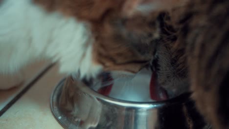 A-close-up-shot-of-two-Maine-Coon-white,-black-and-brown-tiger-colors-fluffy-cats,-drinking-milk-together-of-a-metal-silver-bawl,-home-pet,-slow-motion-4K-video
