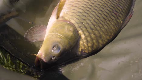 Large-Carp-gasps-for-air-after-being-caught-near-Varbo,-Hungary