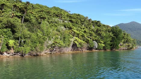Beautiful-shades-of-green-tree-ferns-close-to-turquoise-colored-water's-edge-at-Camp-Bay