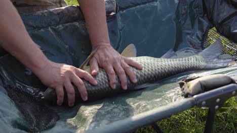 Man-holds-down-large-Carp-on-folding-table-caught-in-lake-near-Varbo,-Hungary