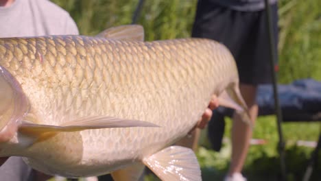 Person-holding-large-Carp,-still-alive,-caught-in-lake-near-Varbo,-Hungary